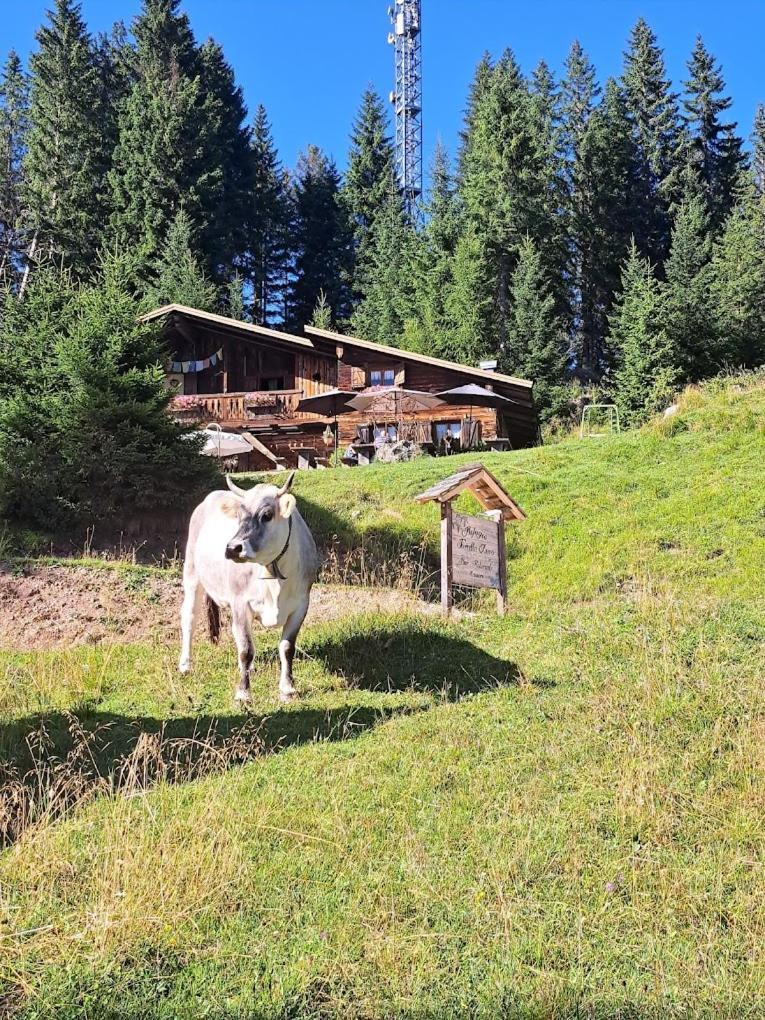 Hotel Rifugio Forcella Zovo San Pietro di Cadore Exteriér fotografie